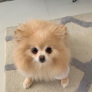 Meet your Posher, Ehud